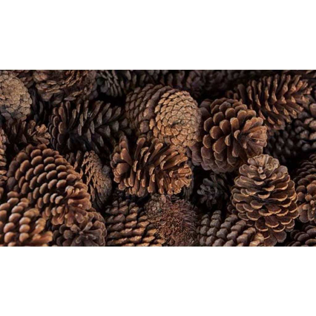 Küçük Boy Kozalak 25gr