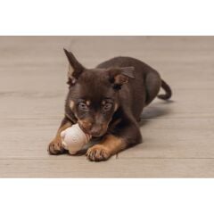 Beeztees Yavru Köpek Sumo Mını Dental Oyuncak Xs 3-6 kg