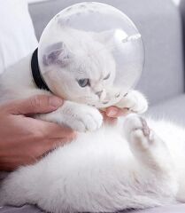 Markapet Kedi Isırma ve Tırmalama Engelleyici Kedi Bakım Küresi 8x14 cm