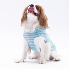 Pawstar Aqua Sunny Kapşonlu Tişört XLarge 34*38*55 cm