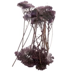 Naturel Şemsiye Ağaç 1:50 Mor