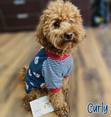 Pawstar Çapa Desen Kedi Köpek Kıyafeti Sweat Large