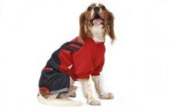 Mikie Denim Romper Köpek Tulumu Kıyafeti Large