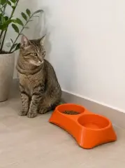 İkili Model Beton Kedi Köpek Mama Ve Su Kabı (24cm × 12cm × 5cm) - Turuncu