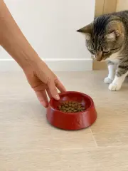 Pati Desen Model Beton Kedi Köpek Mama Ve Su Kabı 13 Cm Çap X 4 Cm - Kiremit