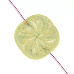 Powermaster 12 Volt 3 Watt Sarı Sabit 6565-2835 Modül Led