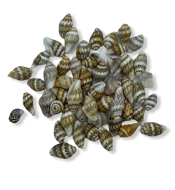 Maket Deniz Kabuğu İstiridye - 15gr 9mm