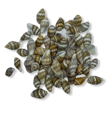 Maket Deniz Kabuğu İstiridye - 15gr 9mm