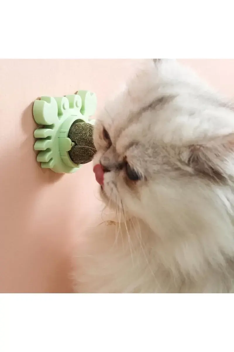 Yengeç Kedi Otu Oyun Topu